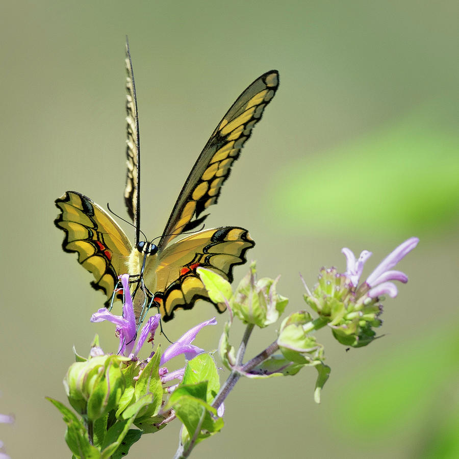 Eastern Tiger Swallowtail Photograph by Bill Wakeley