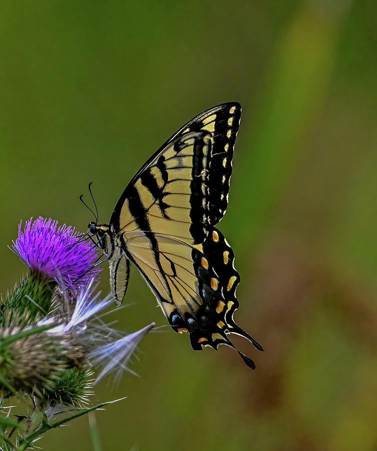 Eastern Tiger Swallowtail Photograph by Brian Shoemaker