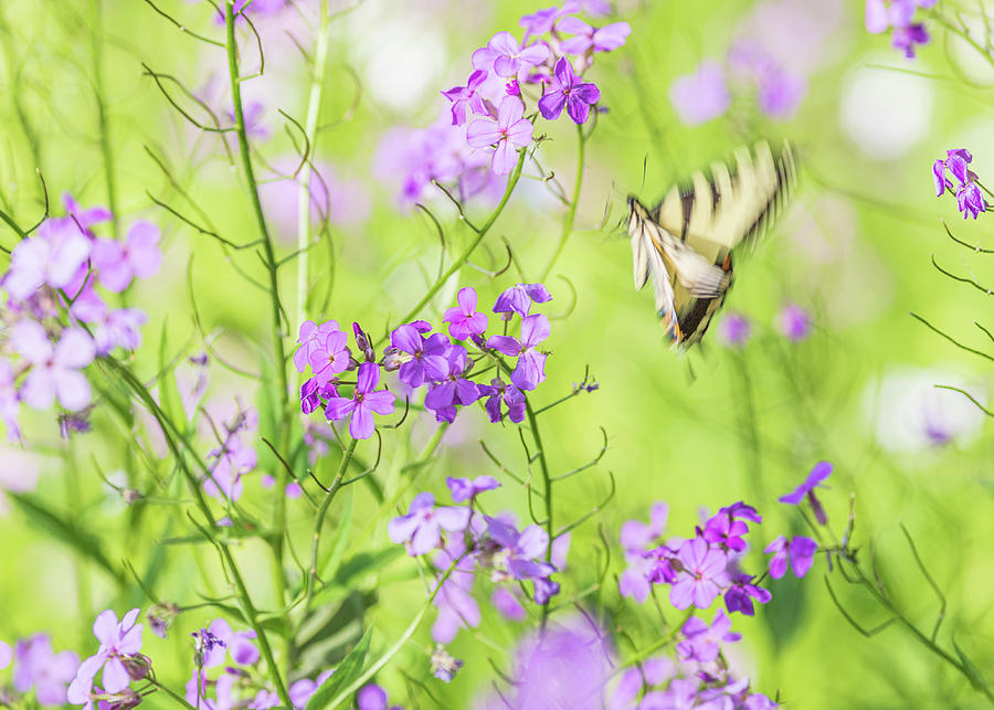 Eastern Tiger Swallowtail Butterfly 2 - Nature Photography Photograph by Amelia Pearn