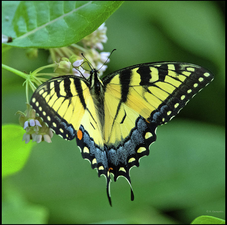 Eastern Tiger Swallowtail Butterfly Photograph By A Macarthur Gurmankin