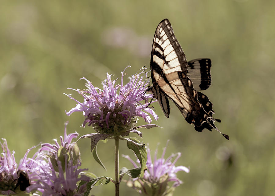 Eastern Tiger Swallowtail Butterfly at Dusk Photograph by Amelia Pearn
