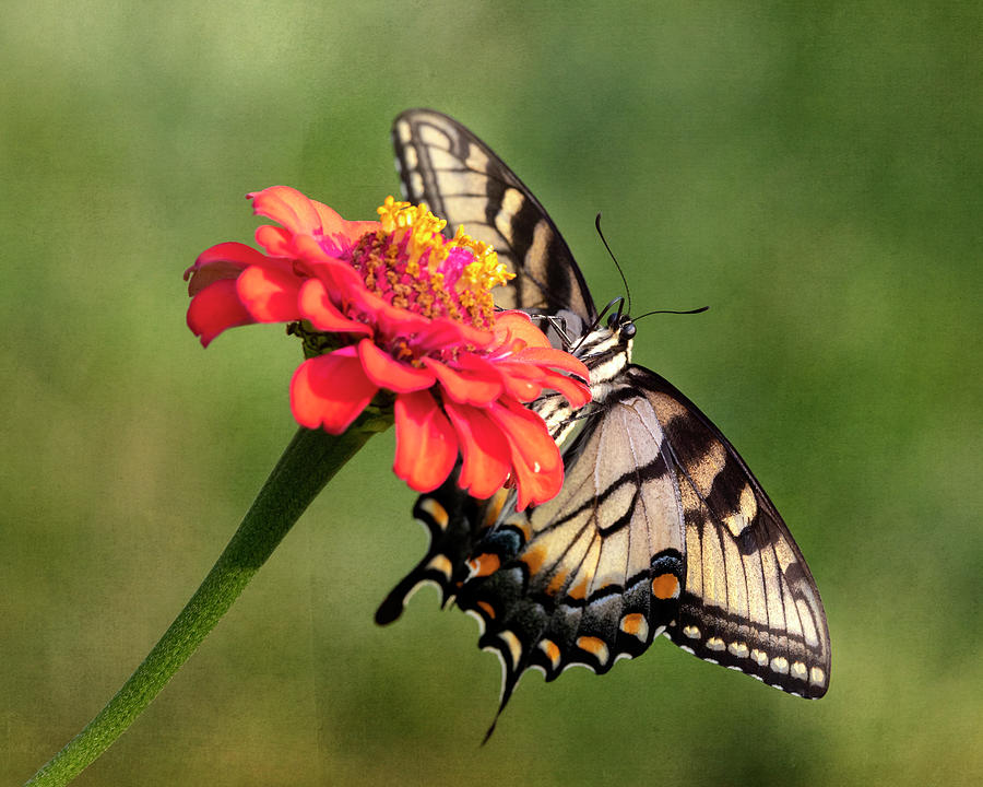 Eastern Tiger Swallowtail Butterfly Photograph by Deborah Penland