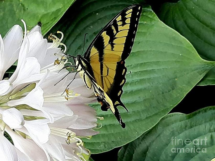 Eastern Tiger Swallowtail Butterfly Photograph