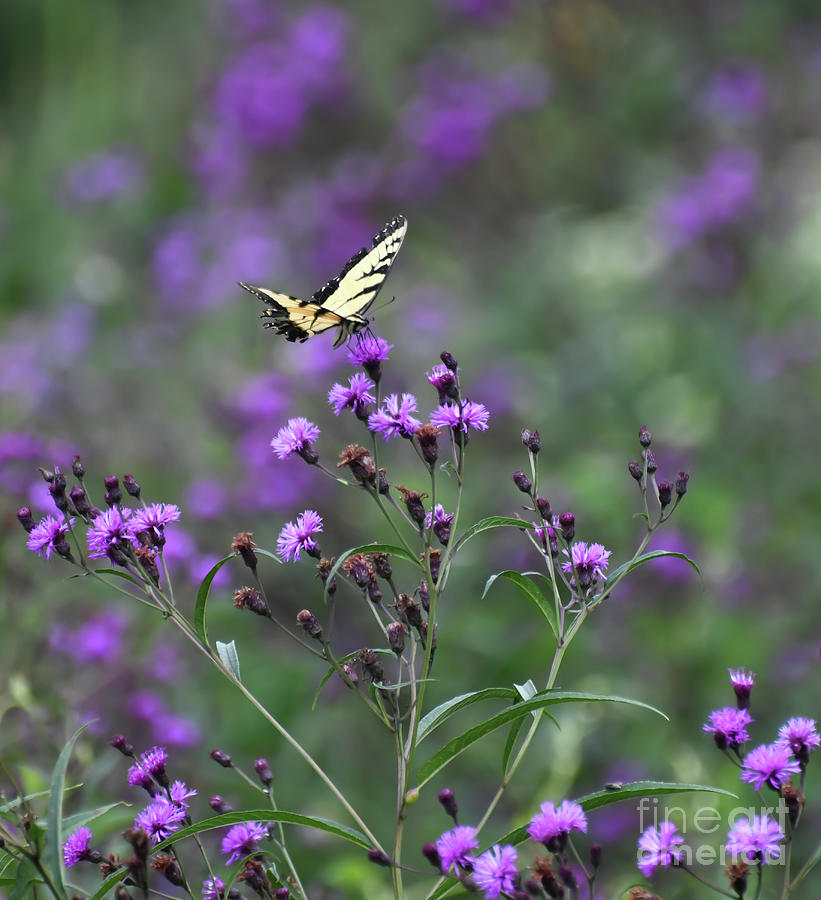 Eastern Tiger Swallowtail Butterfly in the Ironweed  Photograph by Kerri Farley
