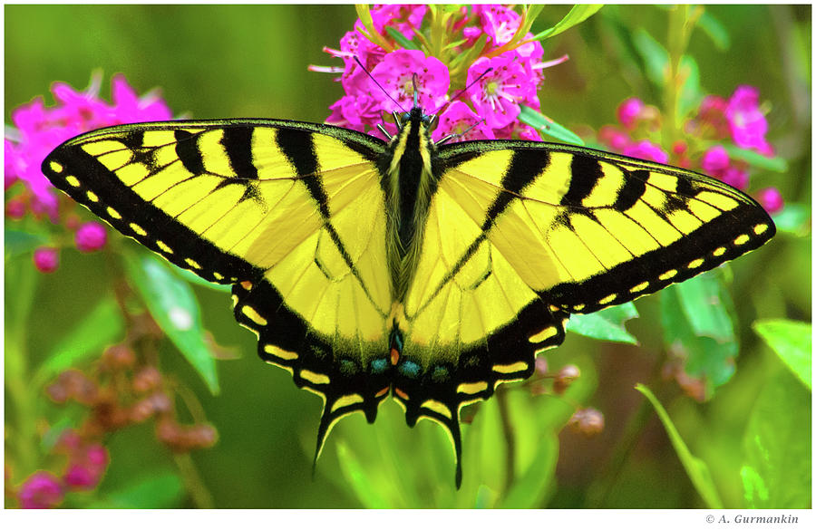 Eastern Tiger Swallowtail Butterfly On Mountain Laurel Photograph By A