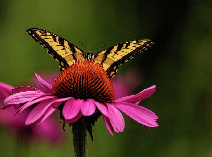 Eastern Tiger Swallowtail Butterfly On Purple Coneflower Photograph
