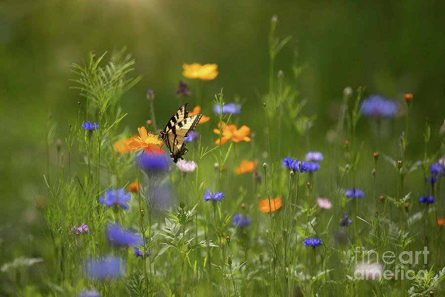 Eastern Tiger Swallowtail Butterfly Perching On A Wildflower Photograph