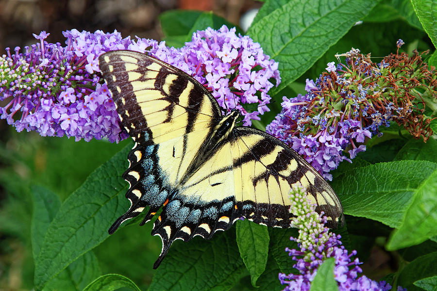Eastern Tiger Swallowtail Butterfly Photograph by Sally Weigand