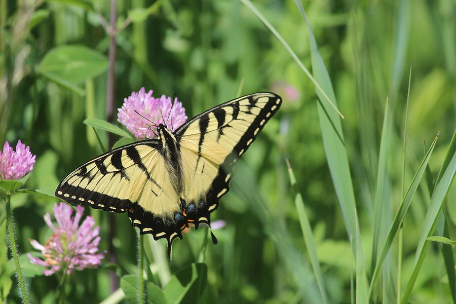 Eastern Tiger Swallowtail Photograph by Callen Harty