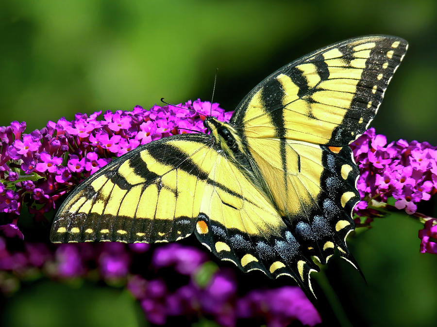 Eastern tiger swallowtail Photograph by Carolyn Derstine