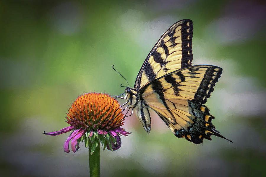 Eastern Tiger Swallowtail Photograph by Cindy Lark Hartman