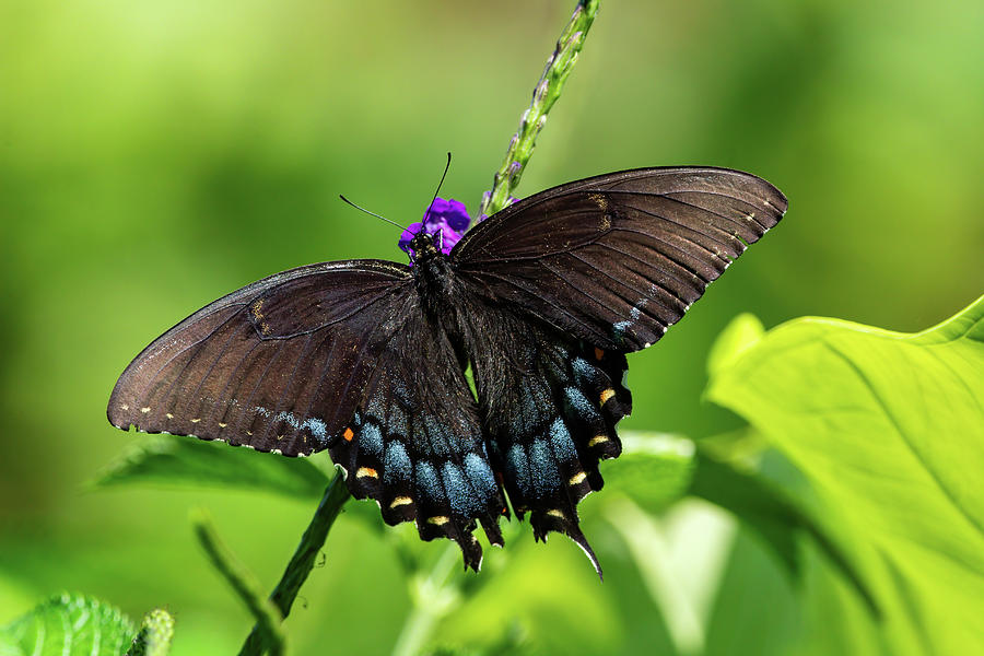 Eastern Tiger Swallowtail Dark Morph Photograph by Chad Meyer