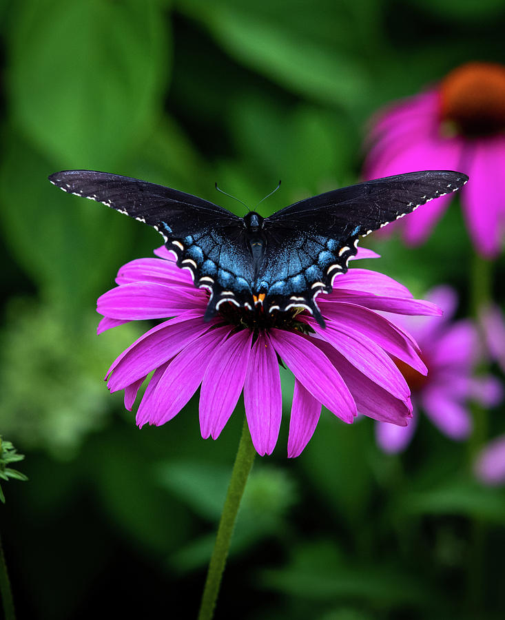 Eastern Tiger Swallowtail - dark morph female V Photograph by Mike ...
