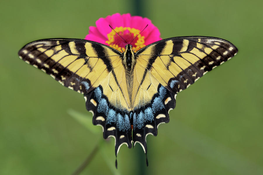 Eastern Tiger Swallowtail Photograph by Debbie Karnes