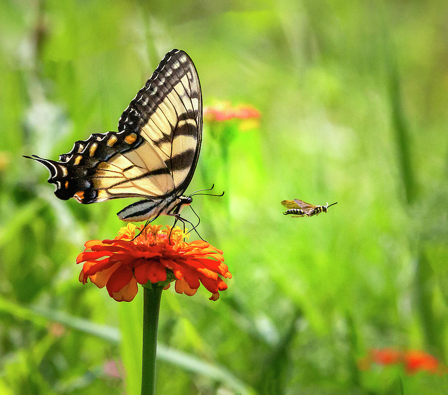 Eastern Tiger Swallowtail Photograph by Deborah Penland