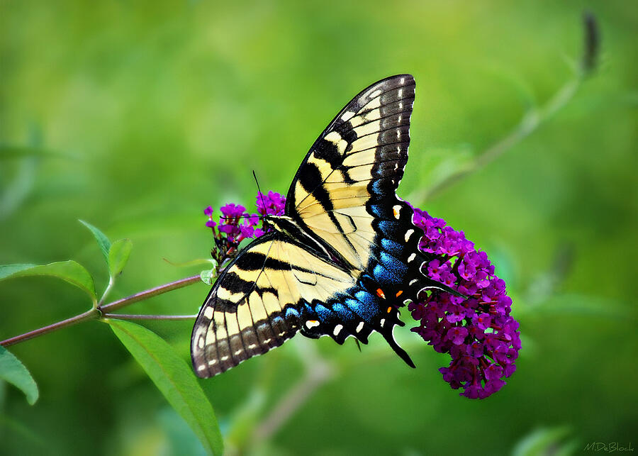 Eastern Tiger Swallowtail Female on Butterfly Bush Photograph by ...