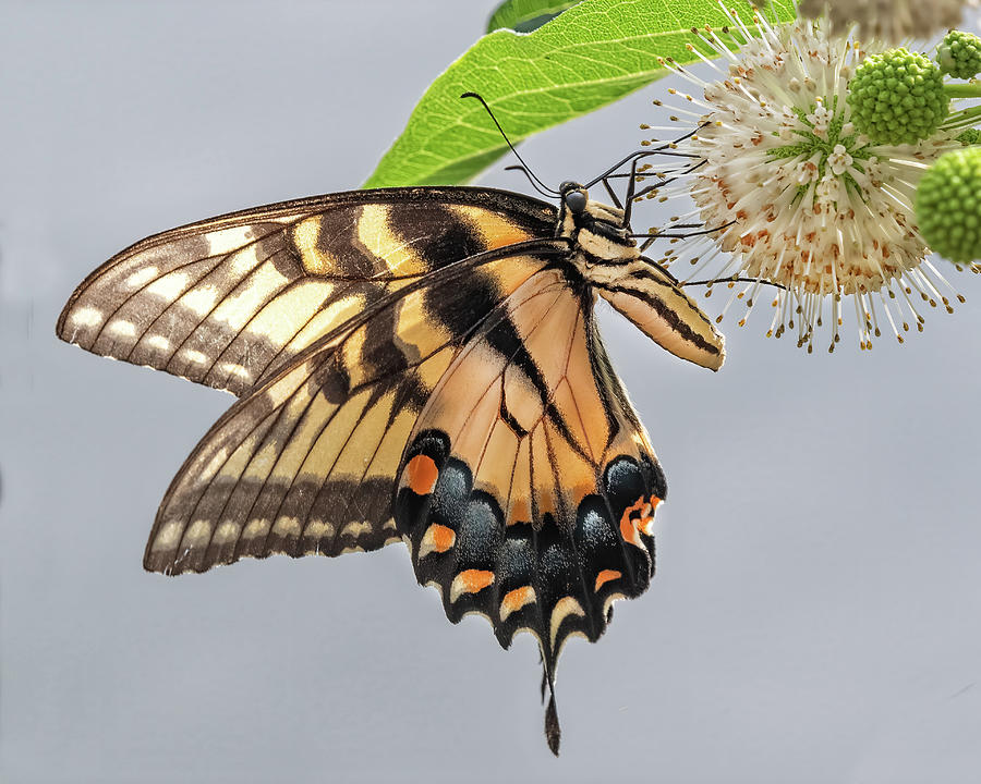 Eastern Tiger Swallowtail Photograph by Fon Denton