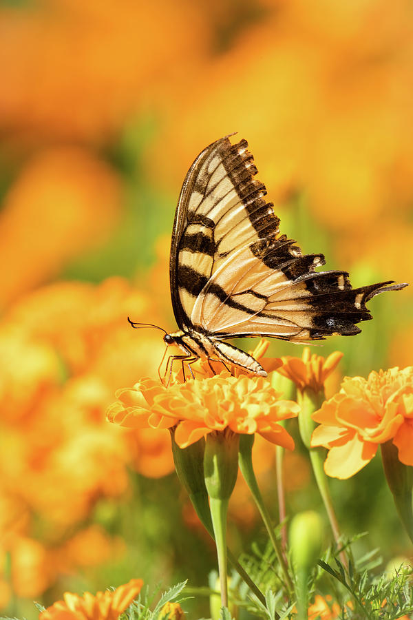Eastern Tiger Swallowtail In Marigolds Photograph