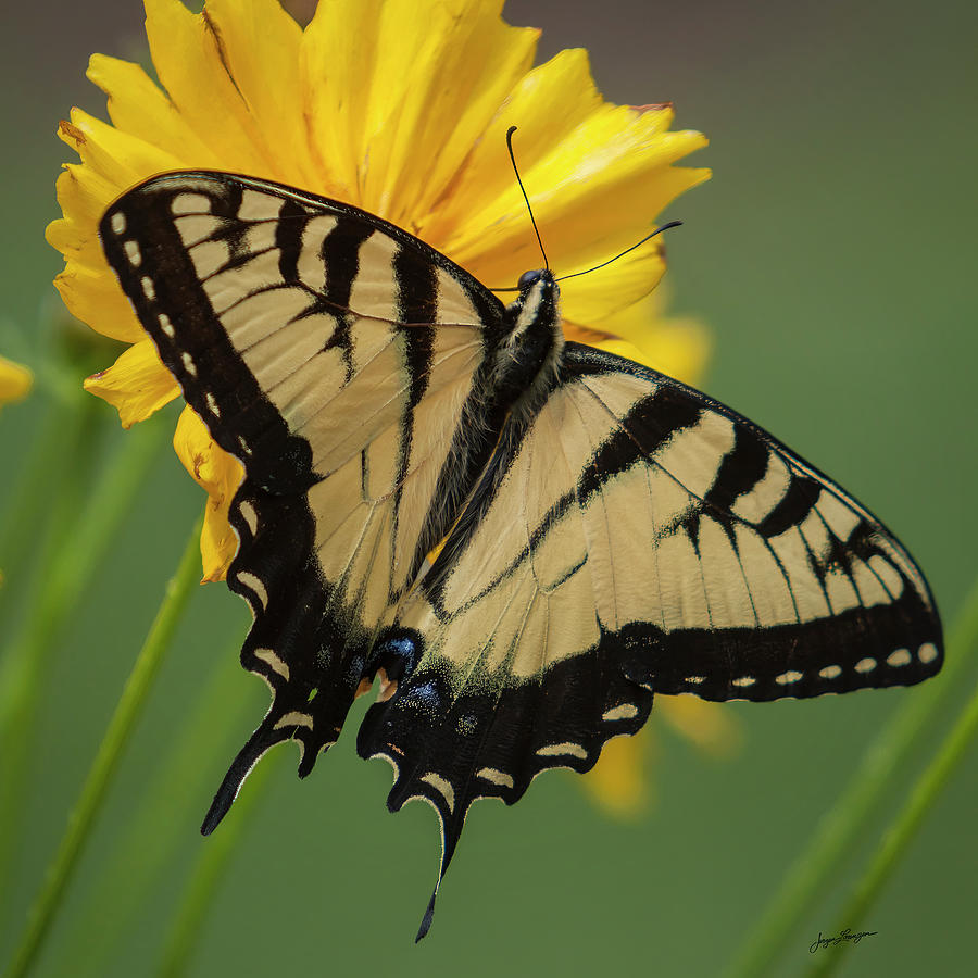 Eastern Tiger Swallowtail Photograph by Jurgen Lorenzen