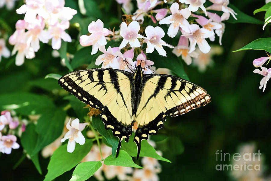 Eastern Tiger Swallowtail Photograph by Laura Honaker