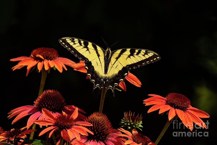 Eastern Tiger Swallowtail on a Coneflower Photograph by Barbara Bowen