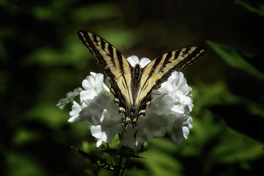 Eastern Tiger Swallowtail on a White Flower Photograph by Belinda Greb