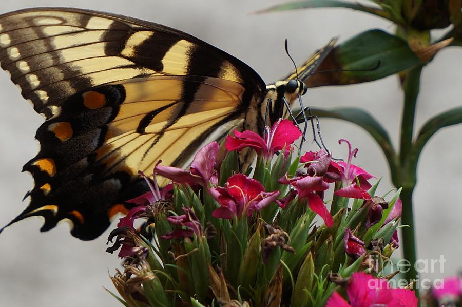 Butterfly Photograph - Eastern Tiger Swallowtail On Nicky Phlox 2 by Maxine Billings