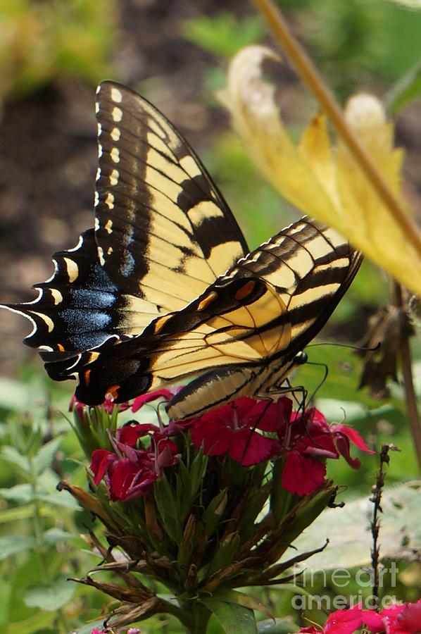 Butterfly Photograph - Eastern Tiger Swallowtail On Nicky Phlox 3 by Maxine Billings