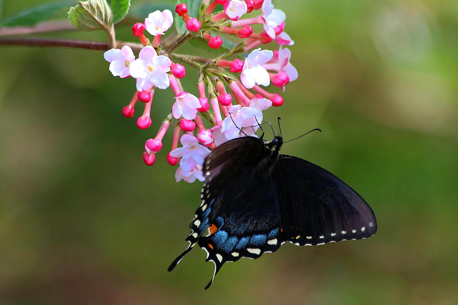 Eastern Tiger Swallowtail on Viburnum Carlesii Bloosoms Photograph by ...