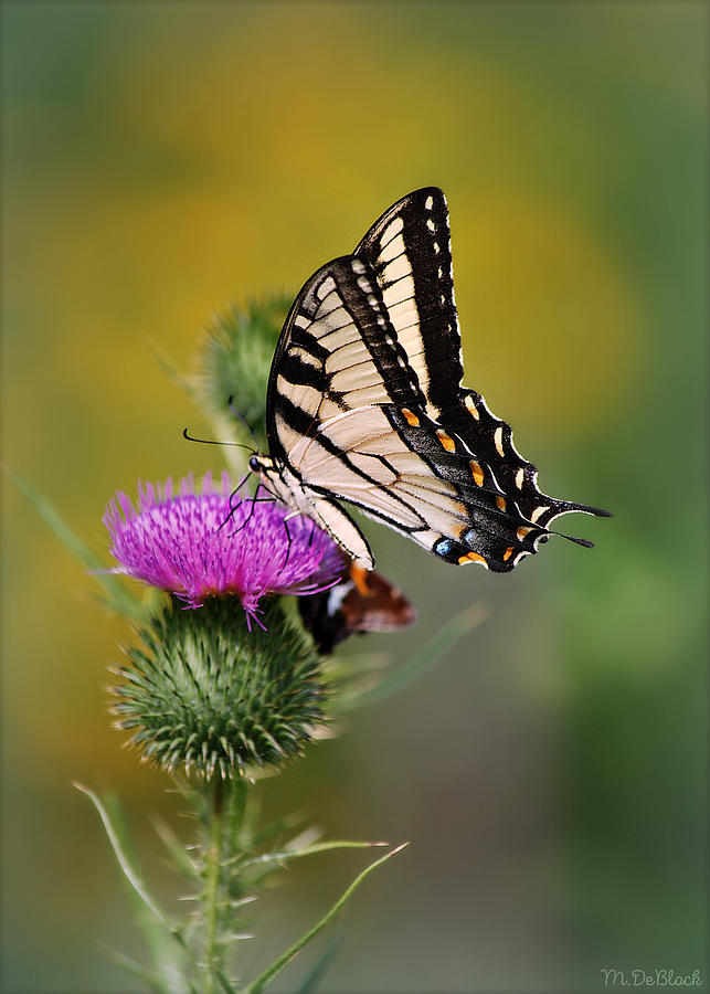 Eastern Tiger Swallowtail on Wild Thistle Photograph by Marilyn DeBlock