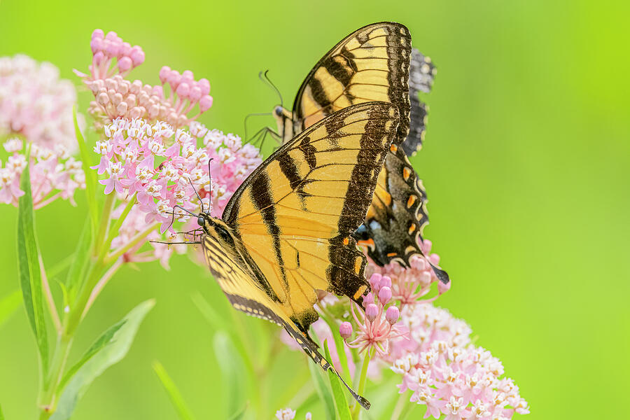 Butterfly Photograph - Eastern Tiger Swallowtail Pair by Morris Finkelstein