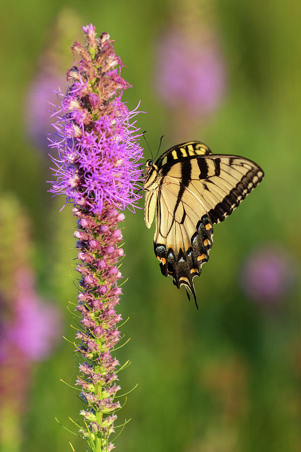 Eastern Tiger Swallowtail, Presson-Oglesby Prairie, AR Photograph by ...