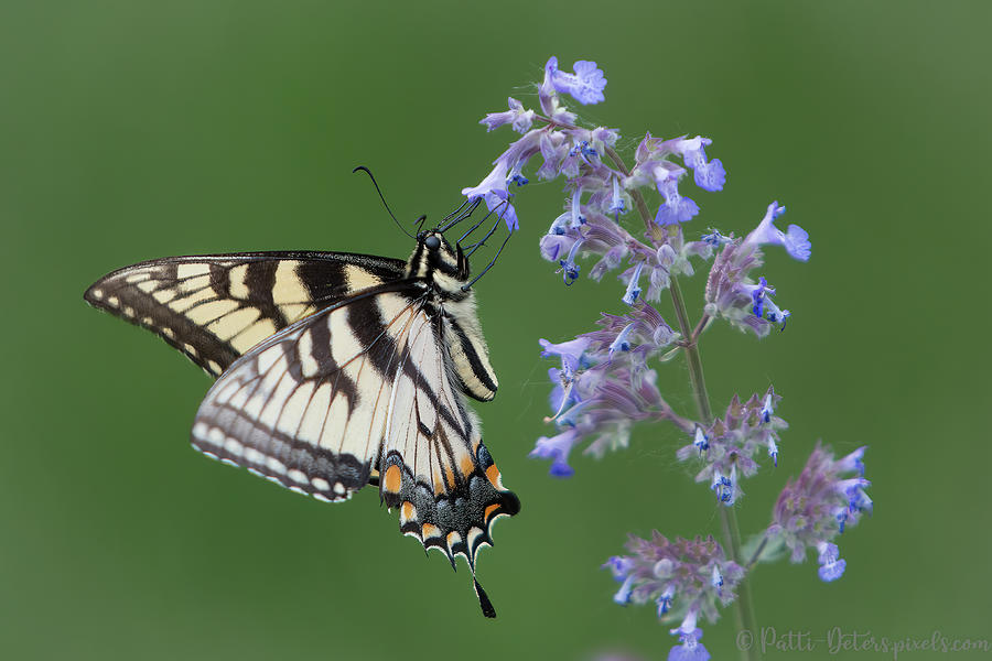 Eastern Tiger Swallowtail Profile Photograph by Patti Deters