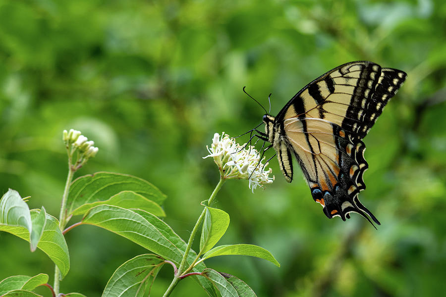 Eastern Tiger Swallowtail Photograph by Randy Scherkenbach