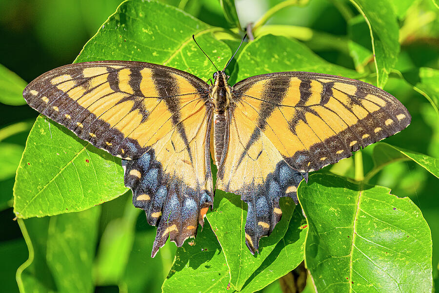 Eastern Tiger Swallowtail Resting Photograph by Morris Finkelstein ...