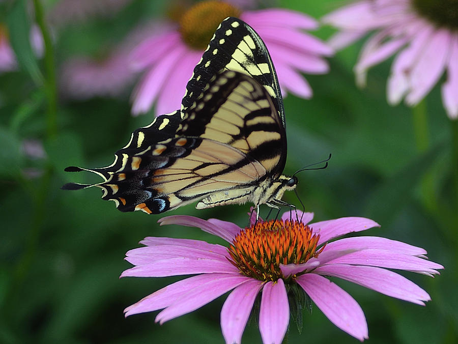 Eastern Tiger Swallowtail Digital Art by Richard Ortolano - Pixels