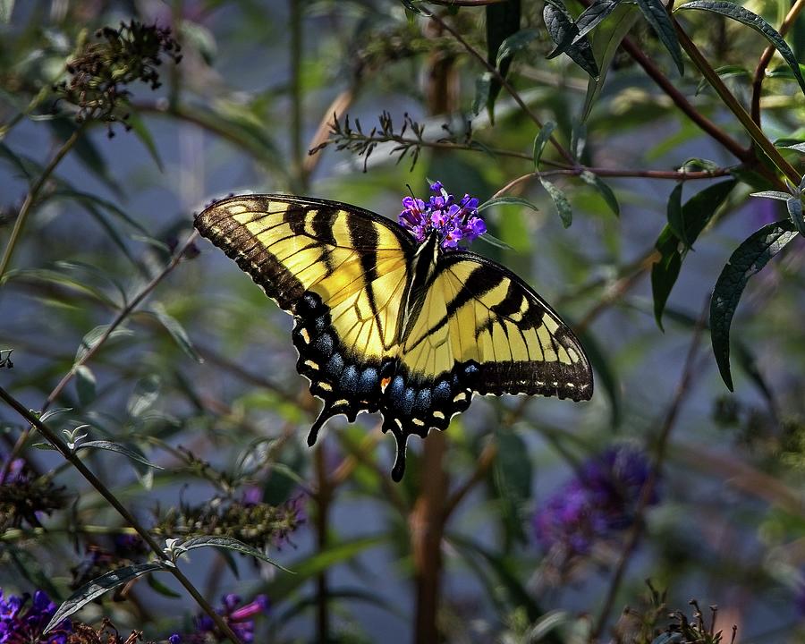 Eastern Tiger Swallowtail Photograph by Ronald Lutz
