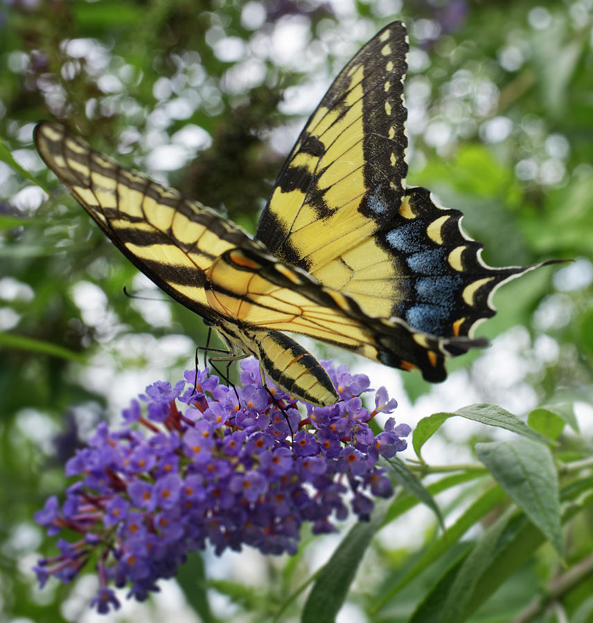 Eastern Tiger Swallowtail semi opened wings Photograph by Iris ...