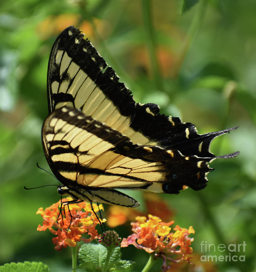 Eastern Tiger Swallowtail Photograph