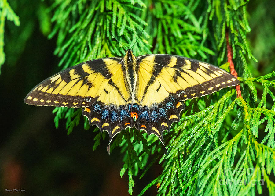 Eastern Tiger Swallowtail Photograph by Steven Natanson