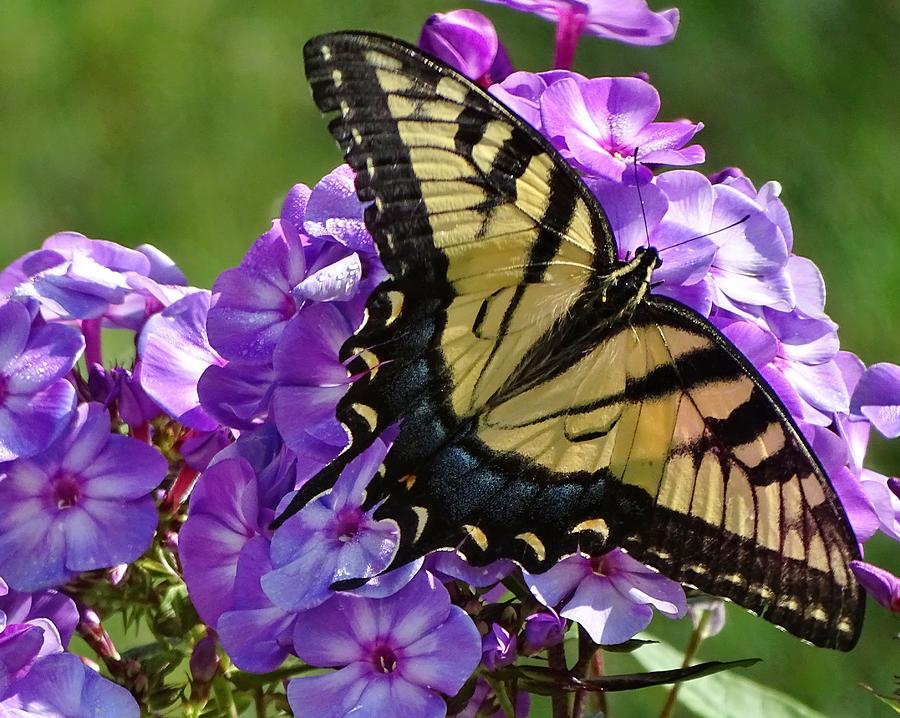 Eastern Tiger Swallowtail Photograph by Susan Sam