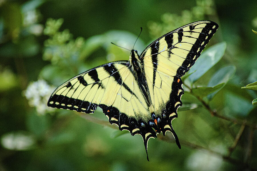 Eastern Tiger Swallowtail Photograph by Thierry Lach Eastern Tiger Swallowtail Photograph by Thierry Lach