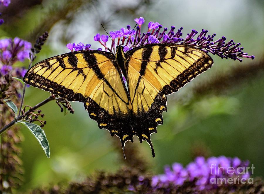 Eastern Tiger Swallowtail Vision Of Loveliness Photograph