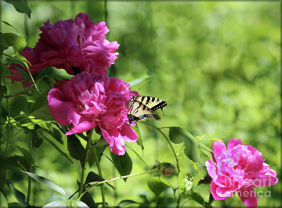 Eastern Tiger Swallowtail Visiting a Peony Blossom Photograph by Sandra Huston