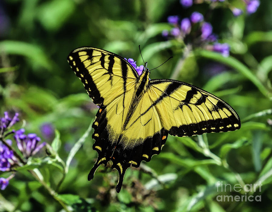 Eastern Tiger Swallowtail Youngster Photograph