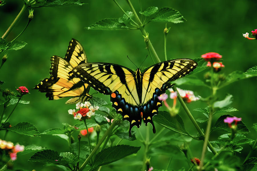 Eastern Tiger Swallowtails in the Summer Photograph by Rachel Morrison