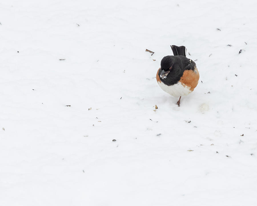 Eastern Towhee in the Snow Photograph by Deborah Penland