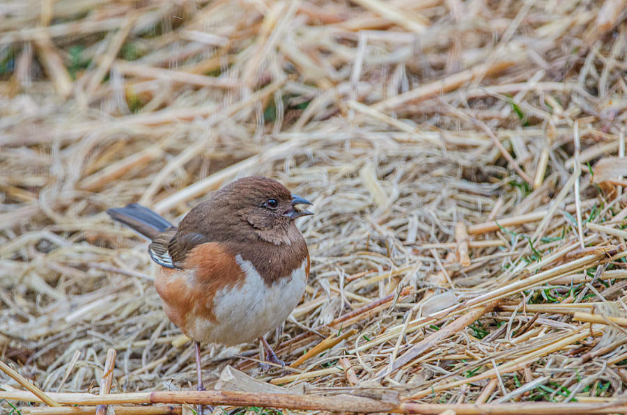 Eastern Towhee Photograph by Jim Cook