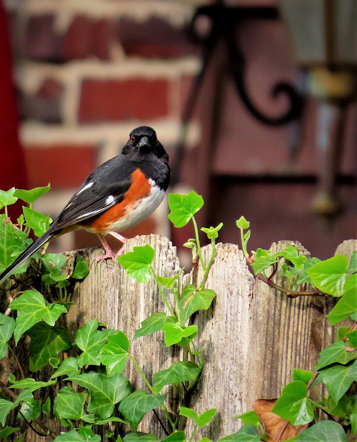 Eastern Towhee Perched on Wooden Fence in April Photograph by Linda Stern Eastern Towhee Perched on Wooden Fence in April Photograph by Linda Stern