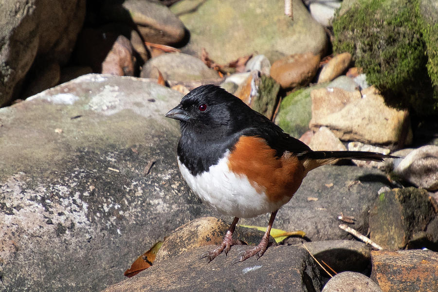 Eastern Towhee Portrait Photograph by Cascade Colors